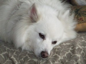 Sparky during quieter times.  He's an American Eskimo Dog.
